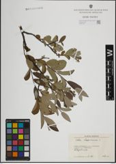 Foto von Salix lapponum L.